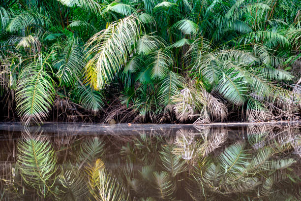 istock Mangrove Forest at lower Congo River, close to the mouth 1319322818