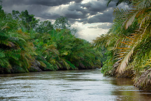 Gallery forest with magroves at one of the innumerable tributaries of the Congo River shortly before its mouth into the Atlantic Ocean at the town of Muanda. This area is protected as the Mangroves National Park.