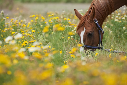 A mare grazing in a Spring meadow.