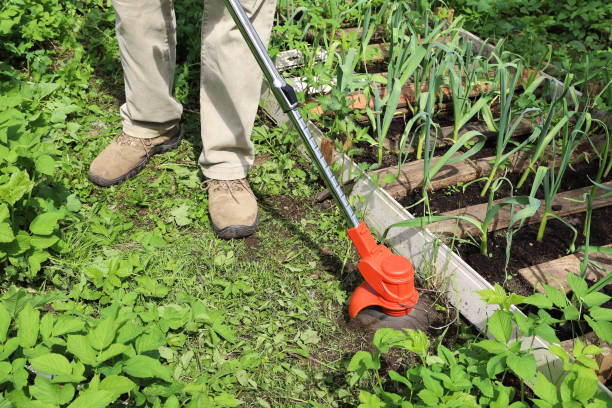 istock Man mow path next to garden bed using electric trimmer 1319326153
