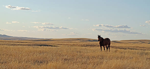 One horse gazes across the prairie in Cypress Hills, Saskatchewan. It is a typical prairie scene in the fall.