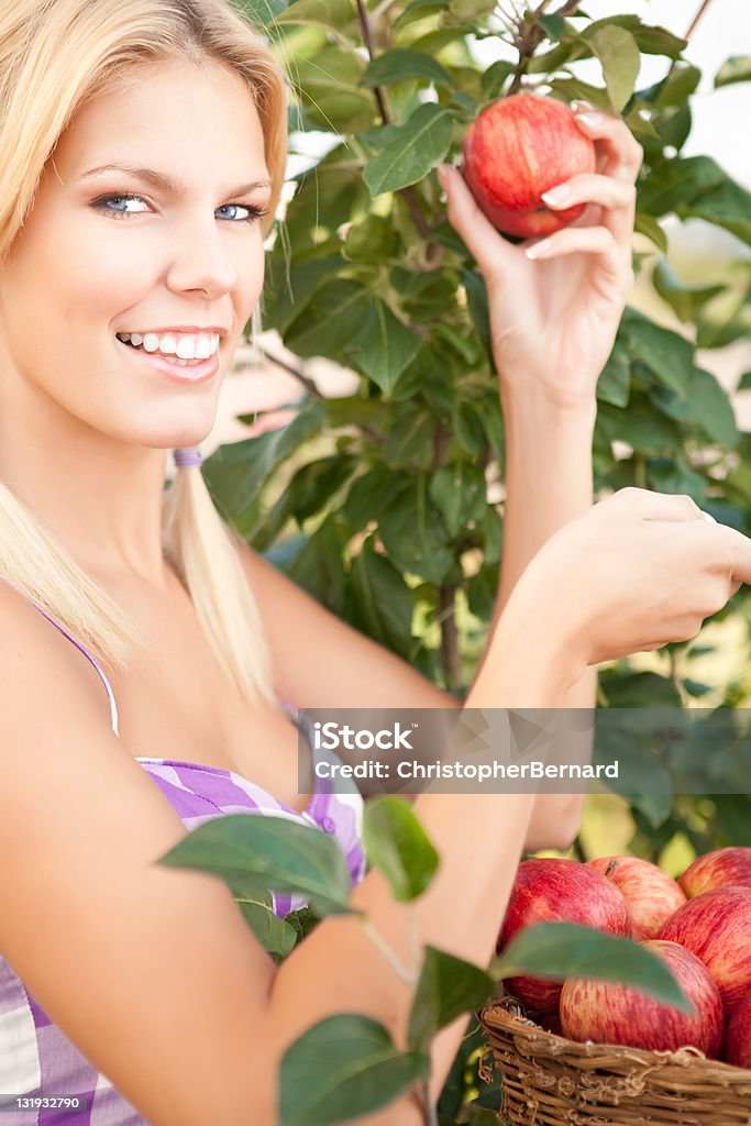 Souriant femme cueillir pomme rouge - Photo de Pommeraie libre de droits