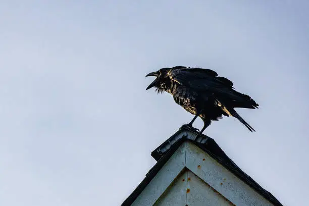 Photo of Black Raven on a Peaked Roof Screams into the Rising Sun