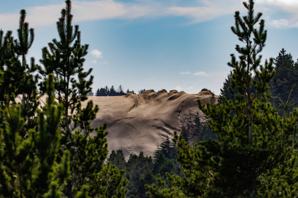 istock Sunny Day Overlooking the Pacific Ocean in Oregon Dunes 1319331868