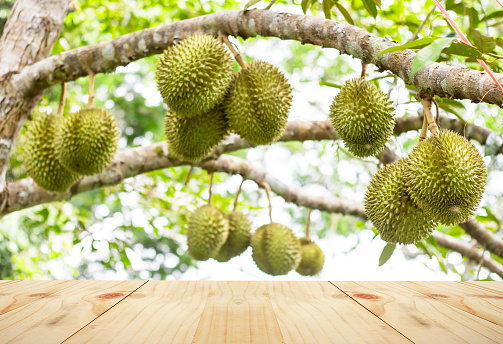Empty dark wooden table in Durian tree, Fresh durian fruit on tree, Durians are the king of fruits, Tropical of asian fruit.
