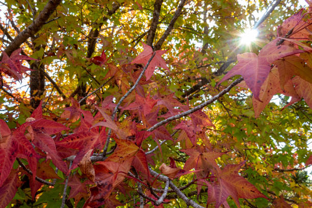 istock maple tree starting leaves starting to turn red 1319333376