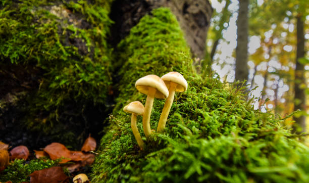 istock Close up of three mushrooms on old tree trunk overgrown with moss in forest 1319333569