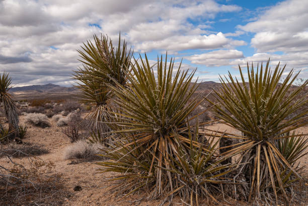 Joshua Tree National Park, CA, USA - December 30, 2012: Tall Mojave Yucca group on brown dirt with dried vegetation under blue cloudscape.