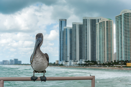 Miami pelican enjoying a windy day and the view.