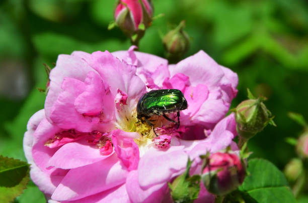 Rose chafer (cetonia aurata) on flower in rural flowerbed