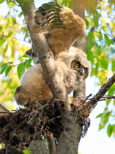 istock Great Horne Owl baby sitting into the tree nest and practicing flying 1319340700