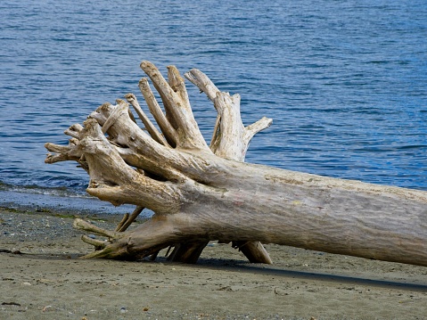 Driftwood strewn along the beach of Esquimalt lagoon on Vancouver Island