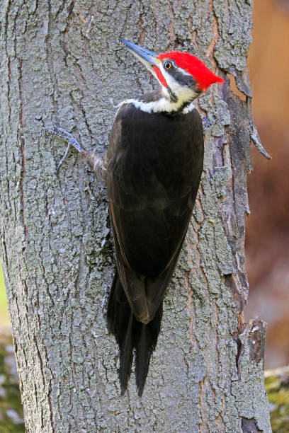 istock Pileated woodpecker cut out a hole on a tree trunk into the forest, Quebec, Canada 1319341859