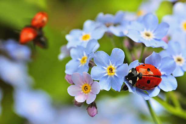 coccinella su non ti scordar di me fiori - ladybug foto e immagini stock