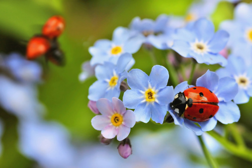 ladybug, ladybird on forget me not flowers