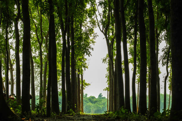 The bigger woodland where rows and rows of mahogany trees and frame in frame long trees