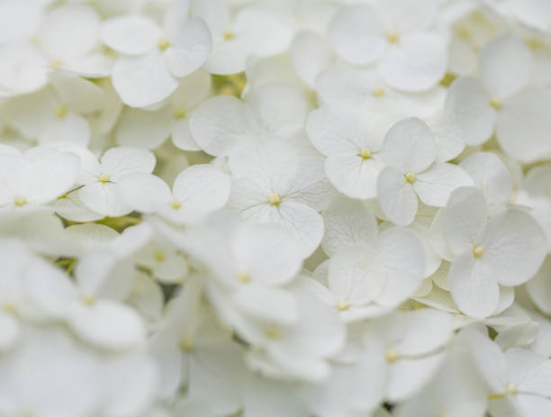 istock Close Up Of White Hydrangea Flower 1319346349