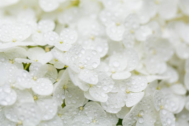 istock Close Up Of White Hydrangea Flower With Water Drops 1319346350