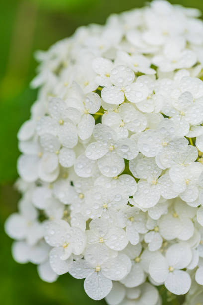 istock Close Up Of White Hydrangea Flower With Water Drops 1319346353