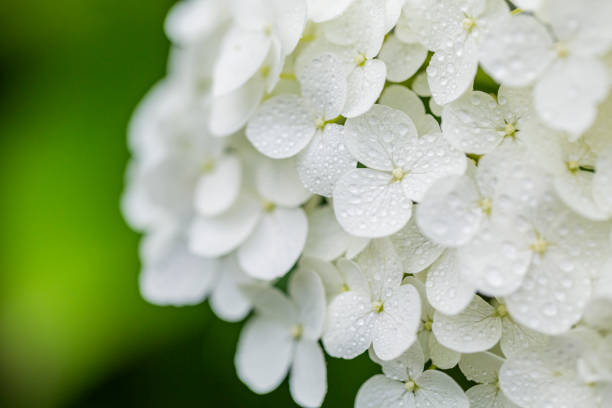 istock Close Up Of White Hydrangea Flower With Water Drops 1319346354