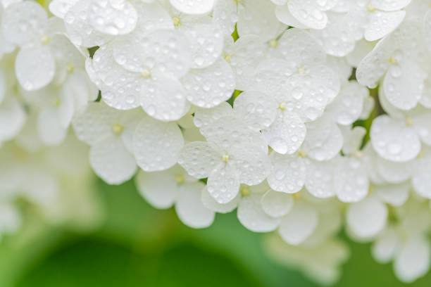 istock Close Up Of White Hydrangea Flower With Water Drops 1319346357