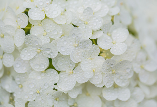Close Up of White Hydrangea Flower in Early Summer
