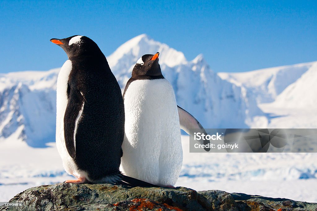 Two penguins dreaming Two penguins dreaming sitting on a rock, mountains in the background Animal Stock Photo