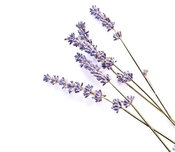 Photo of lavender stems background