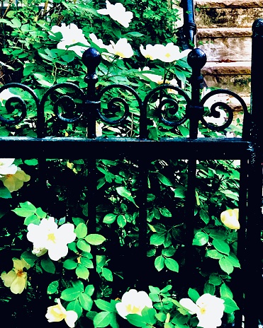 White and Yellow Flowers bloom by a black wrought iron fence beside the concrete steps of a Hoboken, New Jersey apartment building.