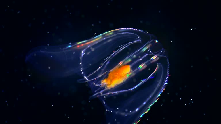 Comb Jelly Fish with Bioluminescence