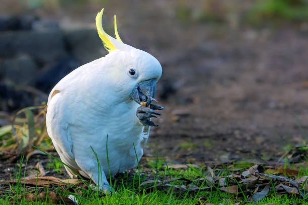 istock Sulphur Crested Cockatoo 1319351144