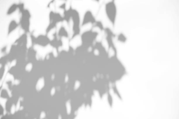 istock Leaves natural shadow overlay on white texture background, for overlay on product presentation, backdrop and mockup, summer seasonal concept 1319353301