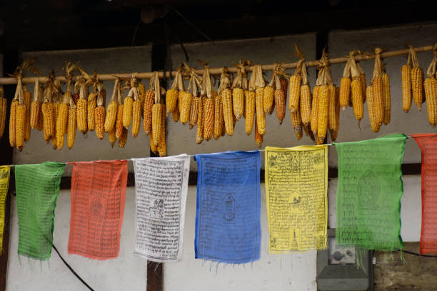 Yellow Dried Corn Stalks stored for sowing again in next season.