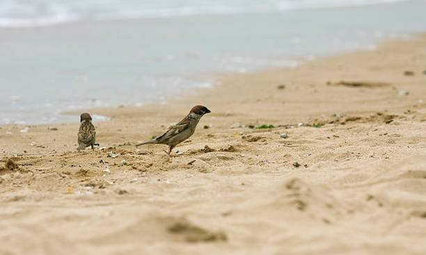 Sparrows stock photo