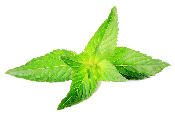 istock Leaves of fresh fragrant mint 131935468