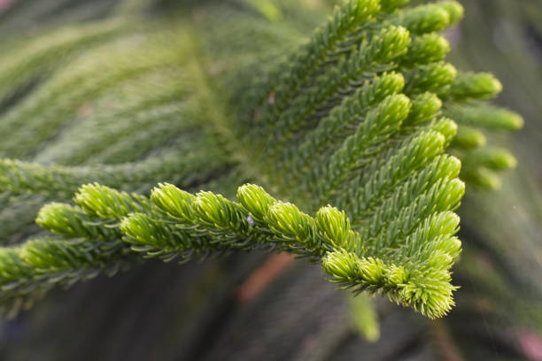 istock Macro view of green prickly branches of fur-tree, pine. 1319355063