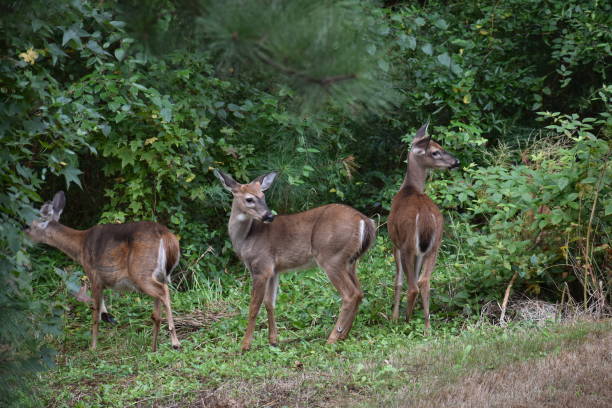 istock Whitetailed Deer Trio 1319355086