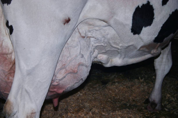 istock Close-up of a cow 1319355692