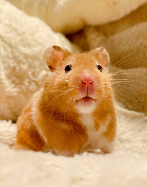Funny Hamster Stock Photos, Pictures & Royalty-Free Images - iStock Funny Hamster Stock Photos, Pictures & Royalty-Free Images - iStock