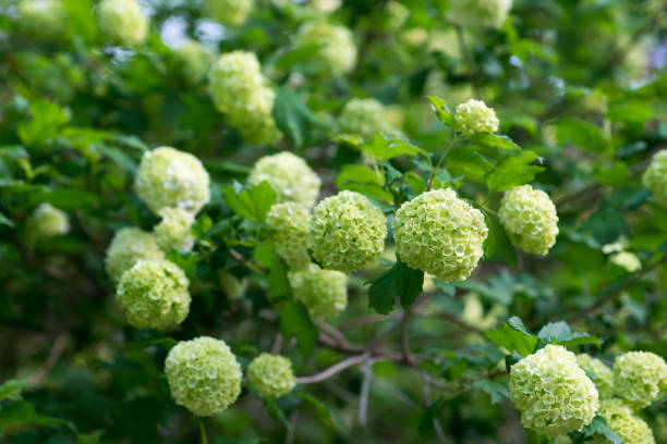 istock Hydrangea arborescens, sevenbark flowers closeup selective focus 1319358052