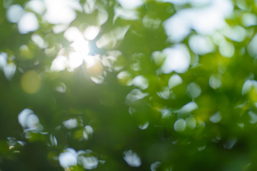 Bright nature green bokeh with sunlight for background