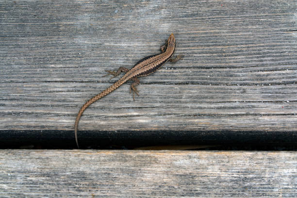 istock Gecko on the desk looking for food 1319363585