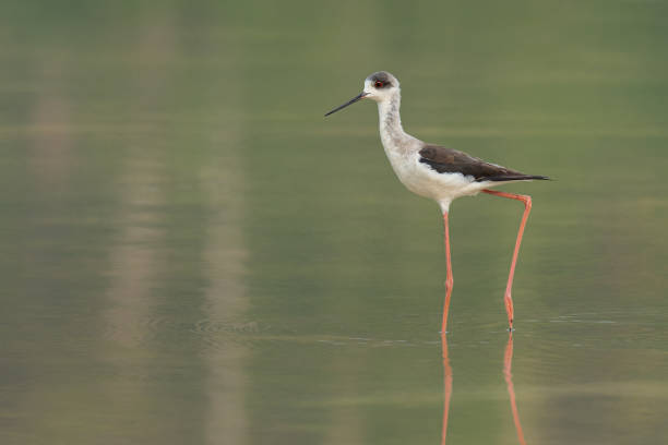 istock Black-winged Stilt wading in shallow water 1319363847