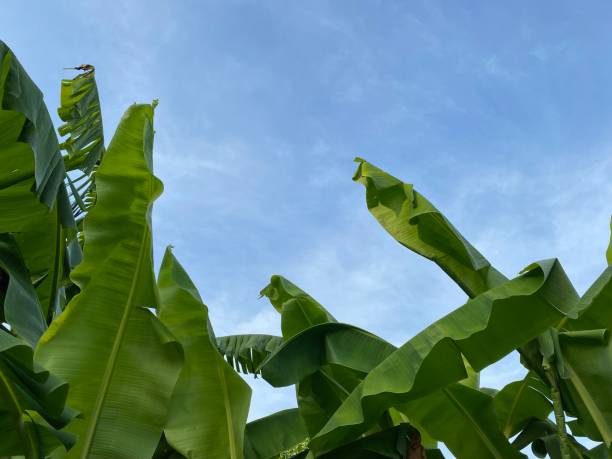 istock Tree tops of banana against blue sky 1319366104