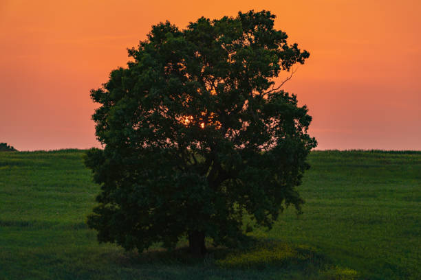 istock Colorful sunset on the green field 1319367509
