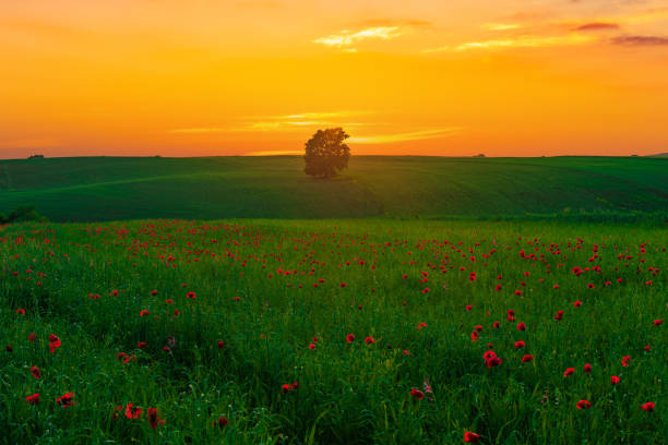 istock Colorful sunset on the green field 1319367664