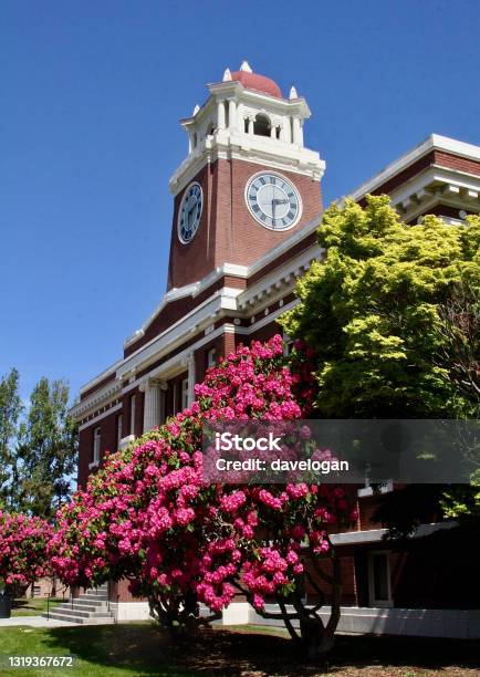 Rhody In Bloom In Front Of Clallam County Courthouse Stock Photo - Download Image Now