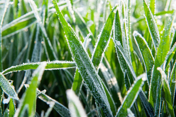 istock Ice crystals on green grass close up. Nature background. 1319369205