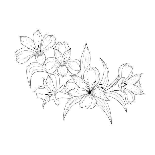 istock Botanical illustration. Alstroemeria flower. Black and white flower arrangement. Sketch hand drawing of a flower, linear art on a white background. Vector illustration 1319372018