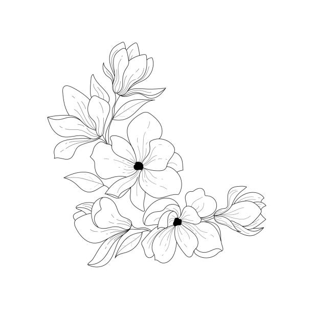ilustrações, clipart, desenhos animados e ícones de ilustração botânica. magnólia. arranjo de flores preto e branco. desenho de mão de uma flor, arte linear em um fundo branco. ilustração vetorial - magnólia